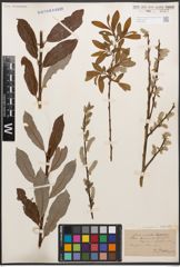 Foto von Salix caprea L. x Salix purpurea L.